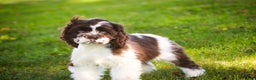 Cocker Spaniel dogs for sale: Pippin - Ad 6