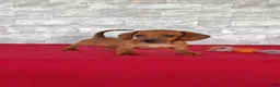 Miniature Dachshund dogs for sale: Stanley - Ad 4