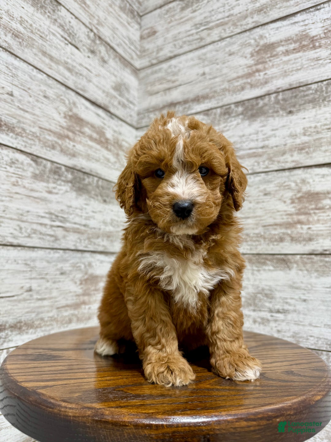 Mini Goldendoodle dogs for sale: Hunter - Ad 7