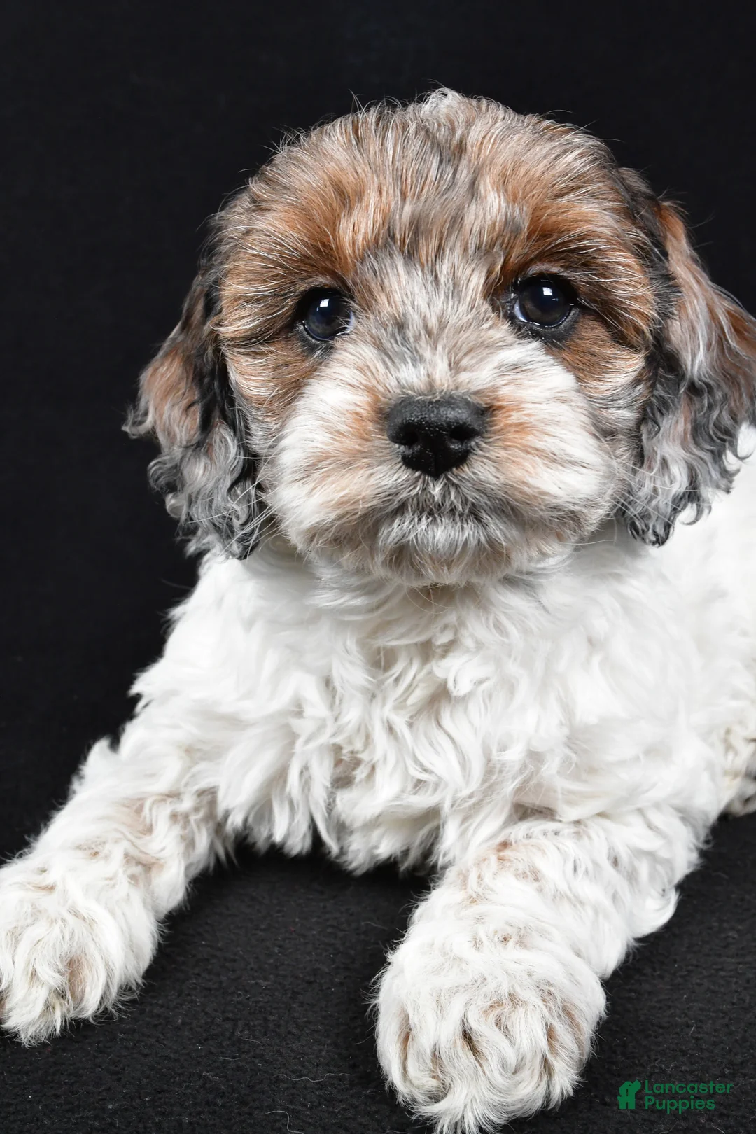 Cockapoo dogs for sale: Daisy - Ad 5