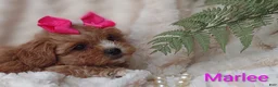 Shihpoo dogs for sale: Shihpoo Puppy 7 Marlee - Ad 15