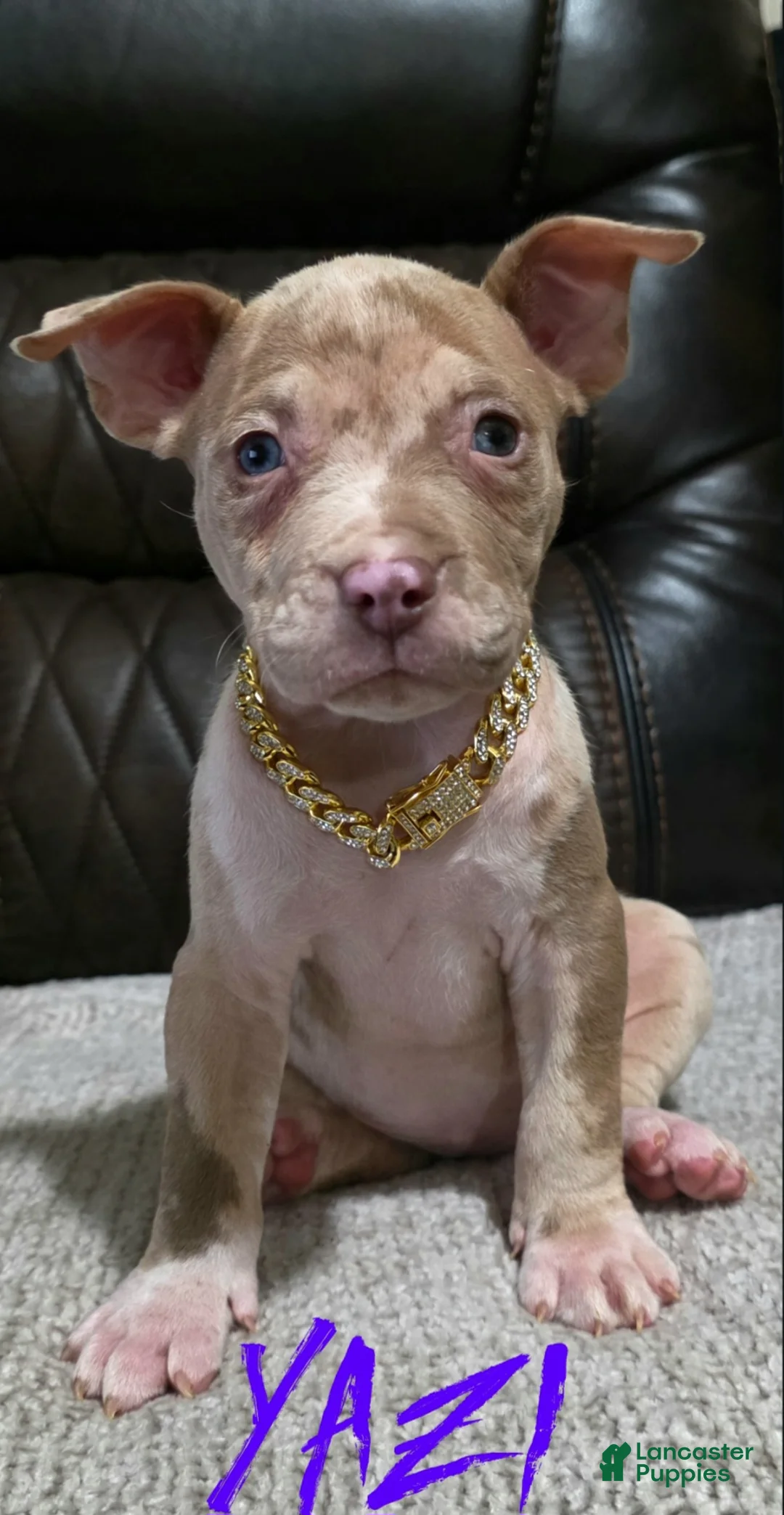 American Pit Bull Terrier dogs for sale: Yazi - Ad 1