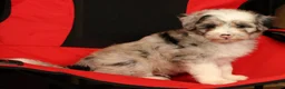 Mini Sheepadoodle dogs for sale: Diesel - Ad 6