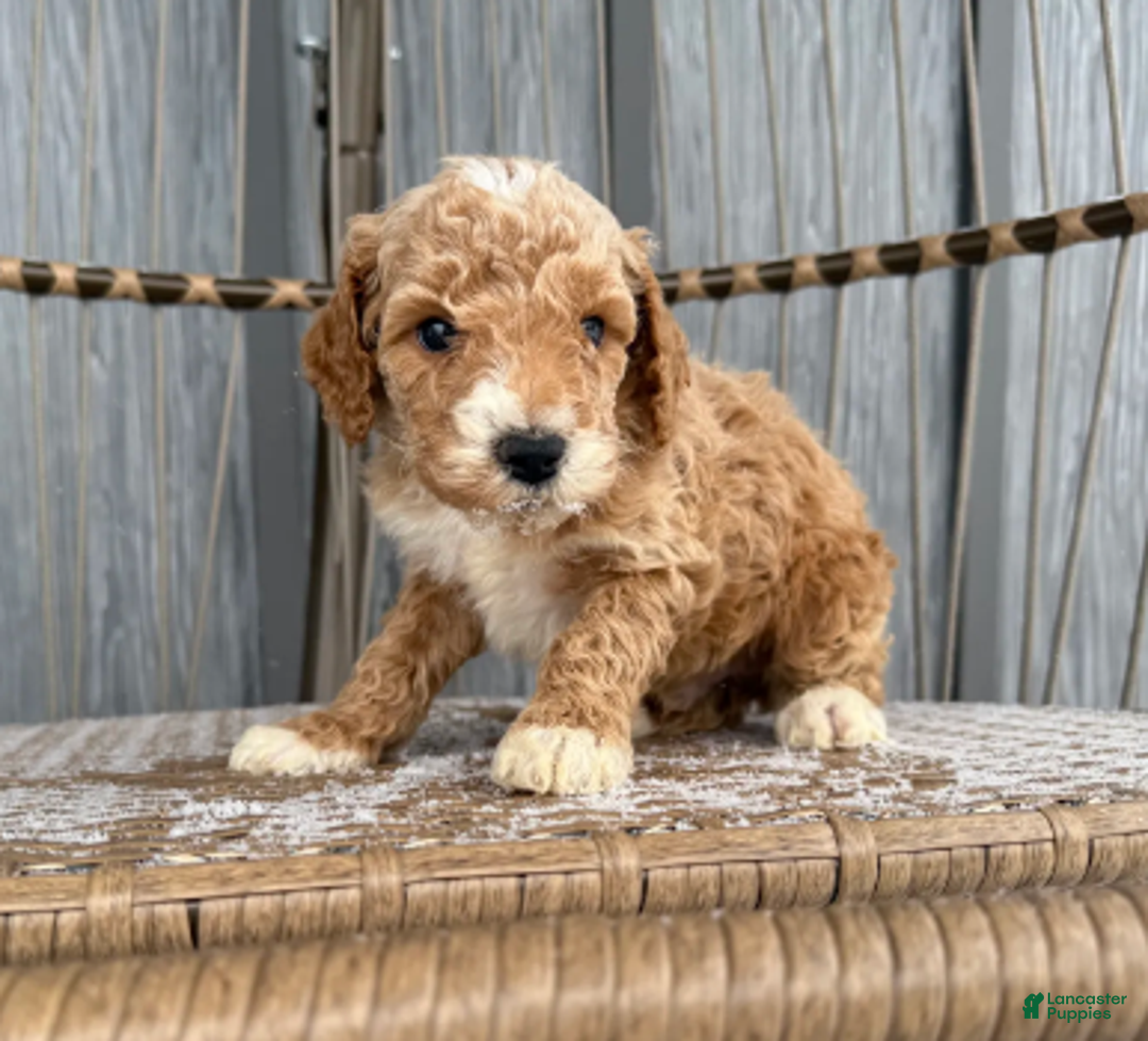 Miniature Poodle dogs for sale: Jack - Ad 5