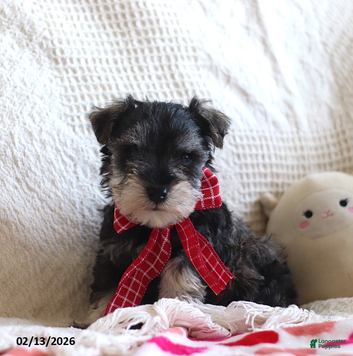 Miniature Schnauzer dogs Shannon - Ad 15