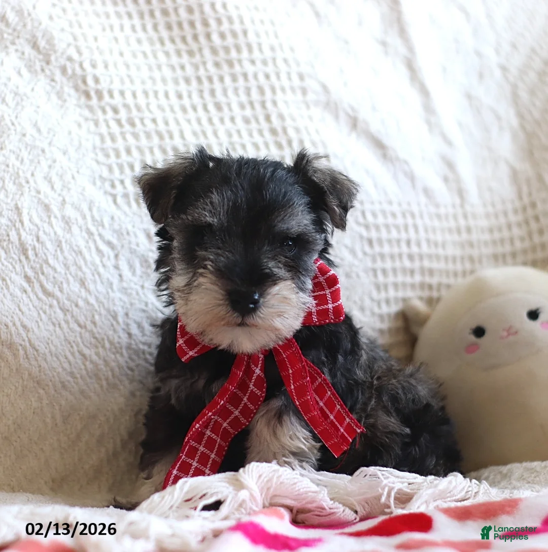 Miniature Schnauzer dogs for sale: Shannon - Ad 1