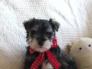 Miniature Schnauzer dogs Shannon - Ad 15