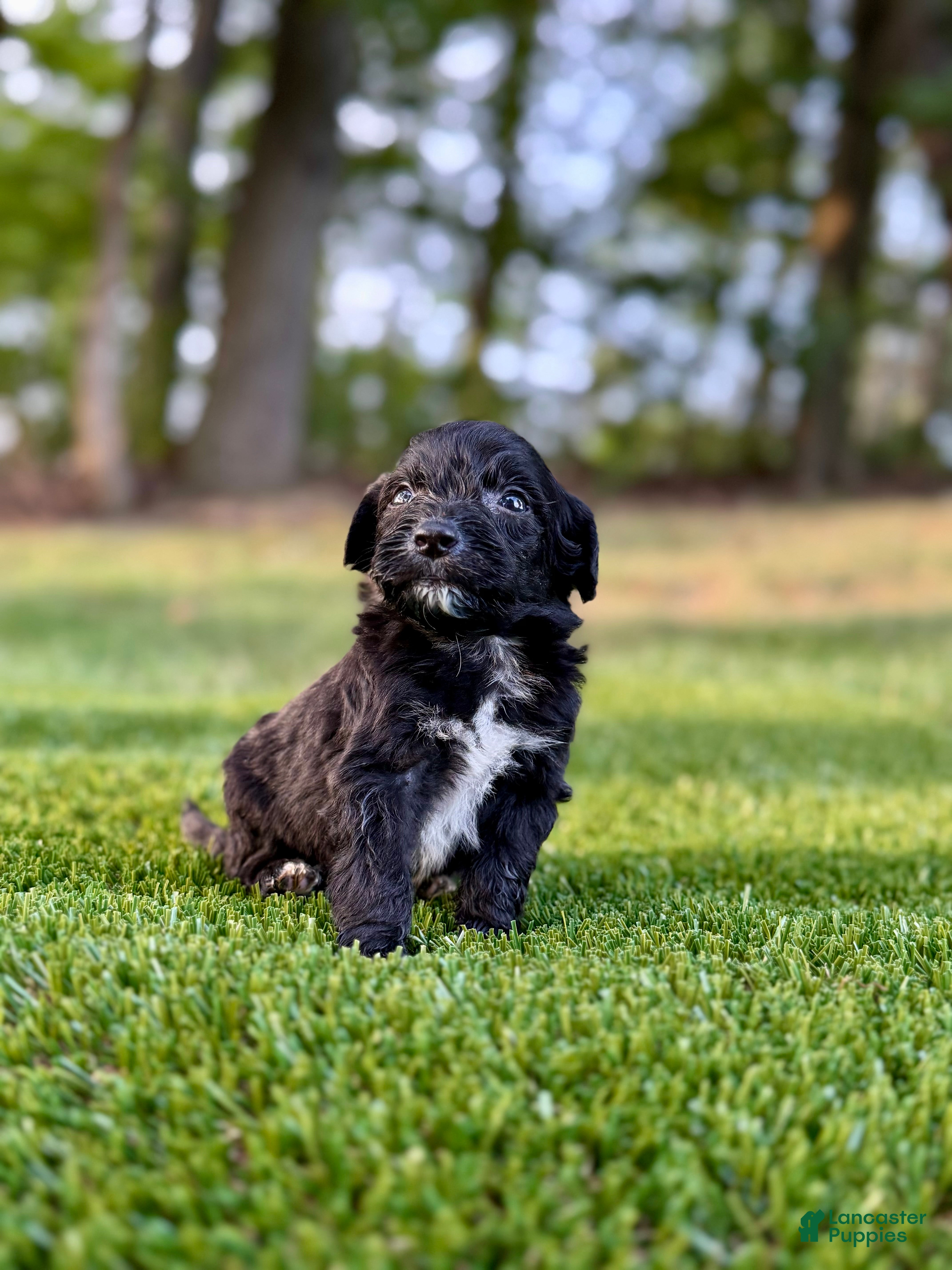 Portuguese Water Dog dogs Sarge - Ad 2