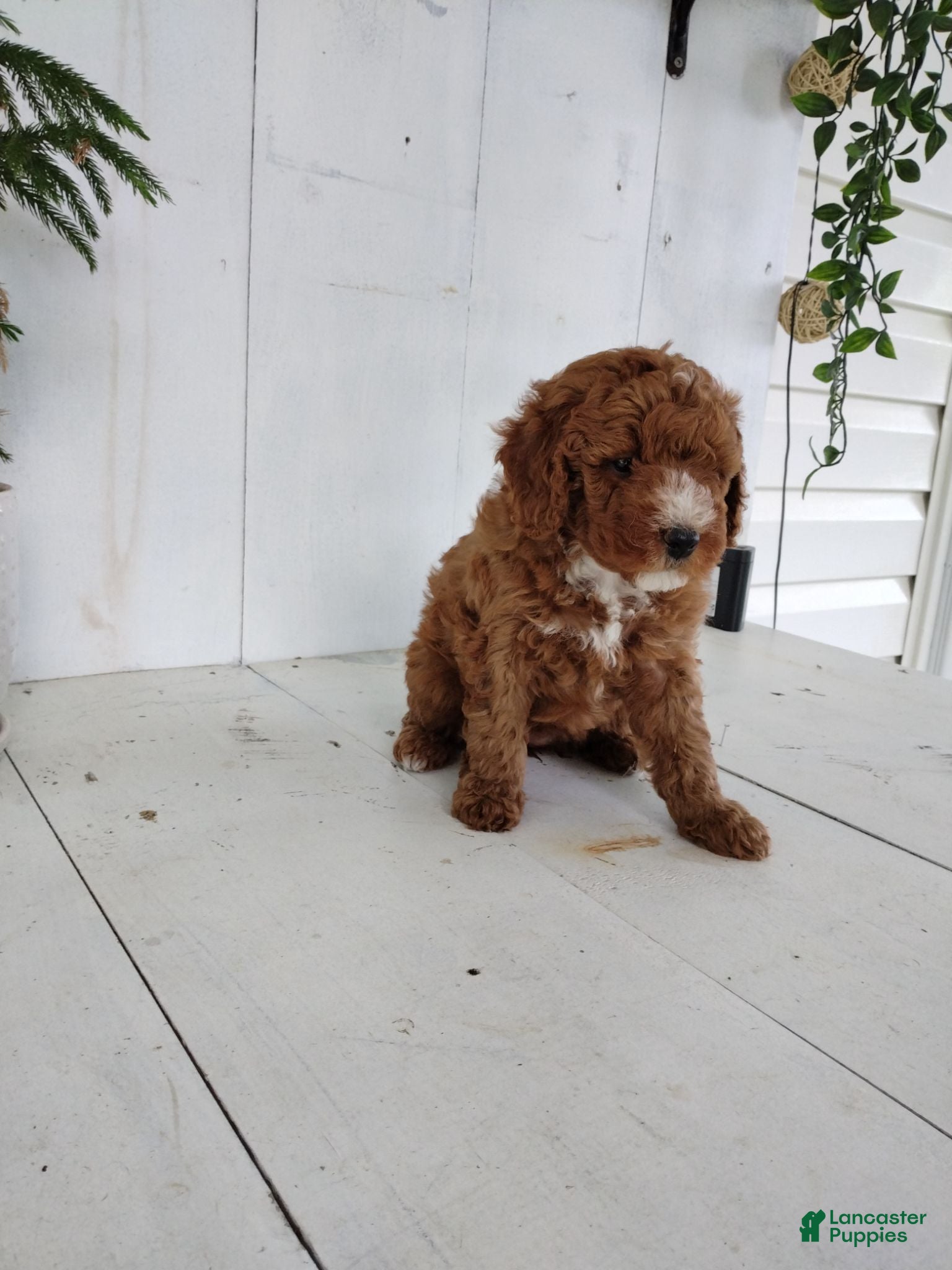 Toy Poodle dogs Lexi - Ad 1