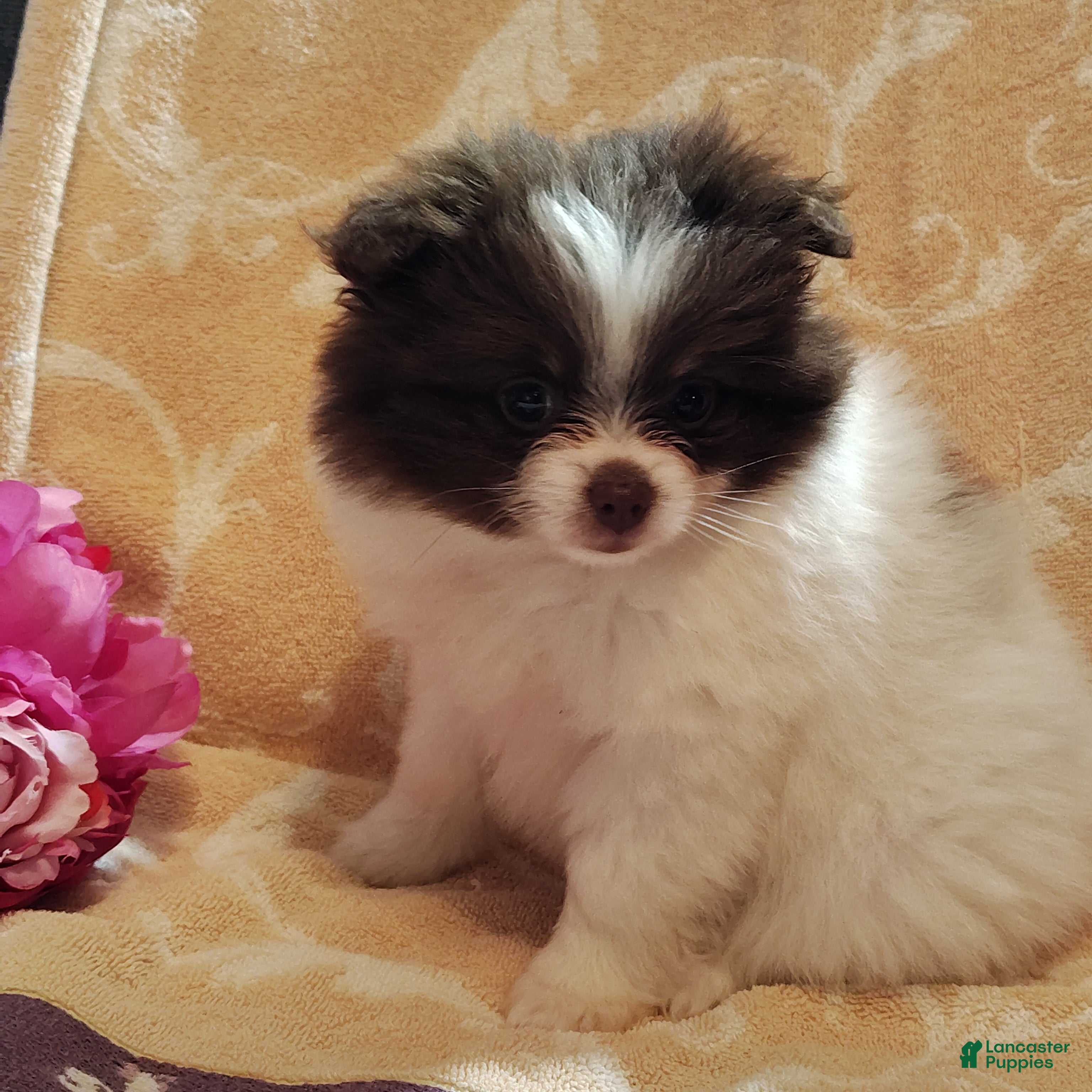Pomeranian dogs Passion fruit - Ad 2