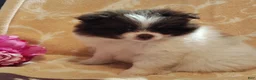 Pomeranian dogs for sale: Passion fruit - Ad 2