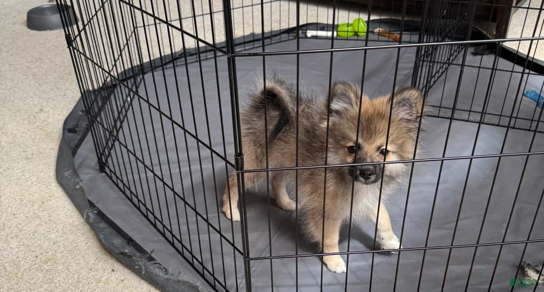 Pomeranian dogs for sale: Pomeranian 3 - Ad 1