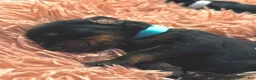 Doberman Pinscher dogs for sale: European Doberman Male (Blue Collar) - Ad 3