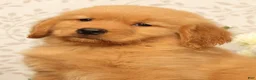Golden Retriever dogs for sale: Harmony - Ad 9