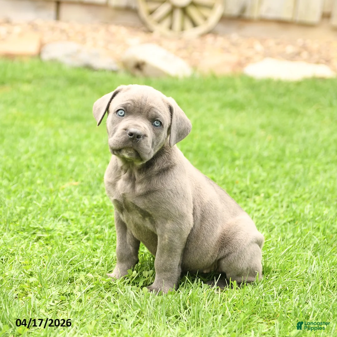Cane Corso dogs for sale: Scout - Ad 1