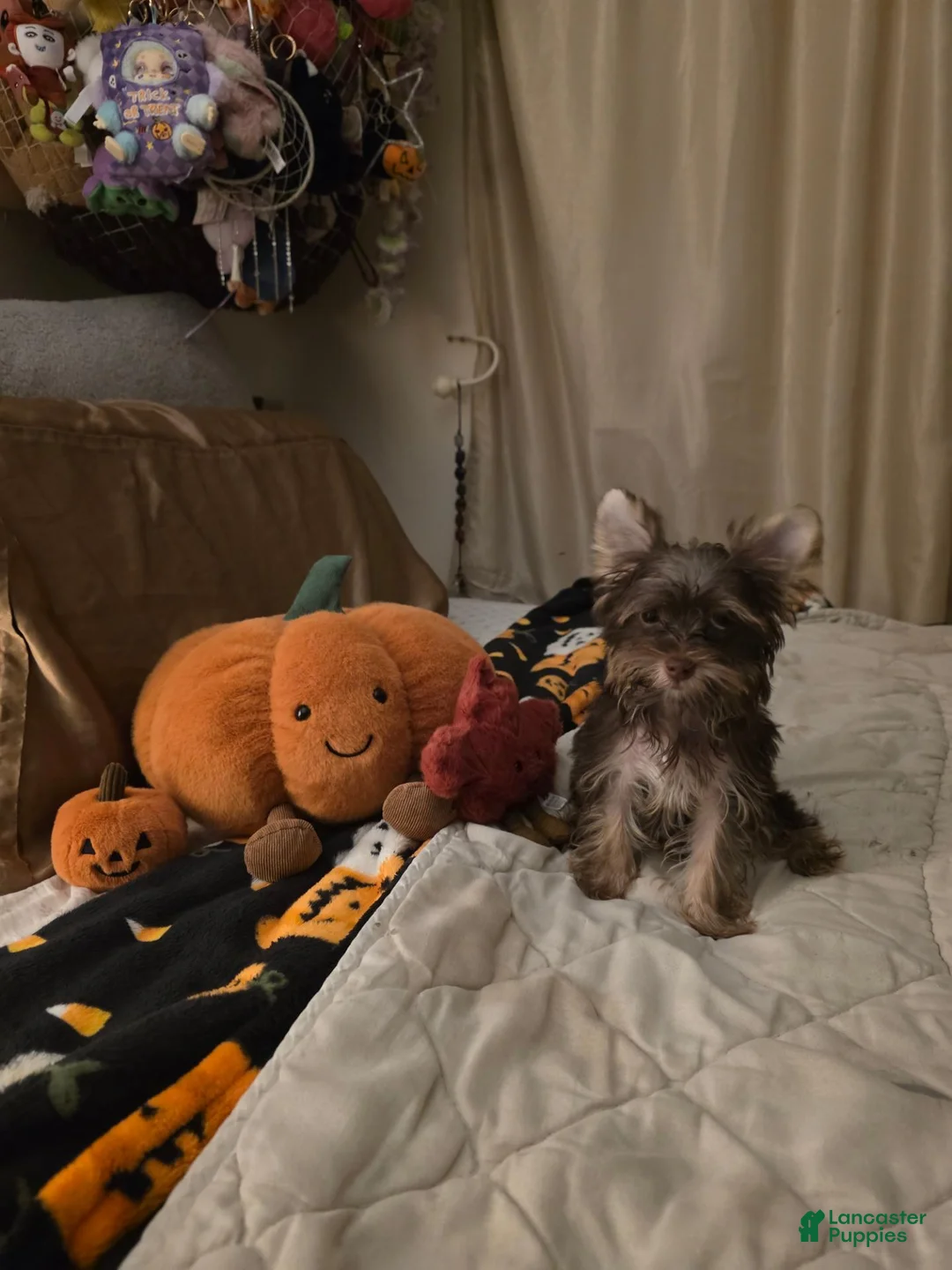 Yorkshire Terrier dogs for sale: Yorkshire Terrier 1 - Ad 2