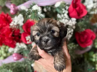 Malshi dogs Malshi Puppy 3 - Ad 9