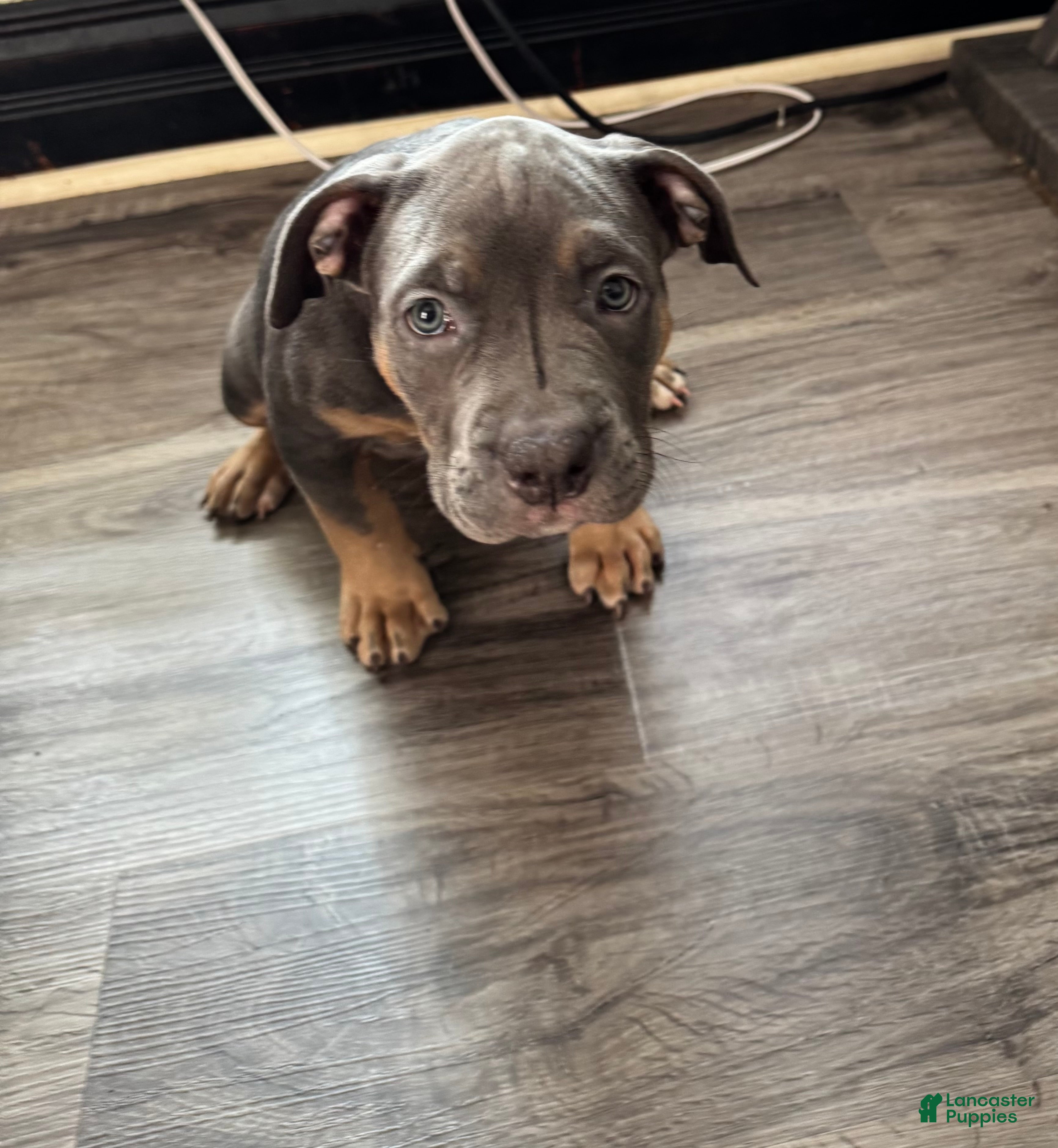 American Bully dogs American Bully 5 - Ad 14