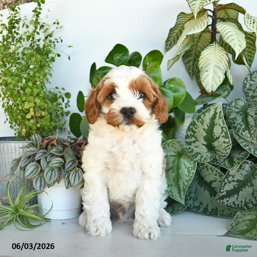 Cavapoo dogs Lincoln  - Ad 2
