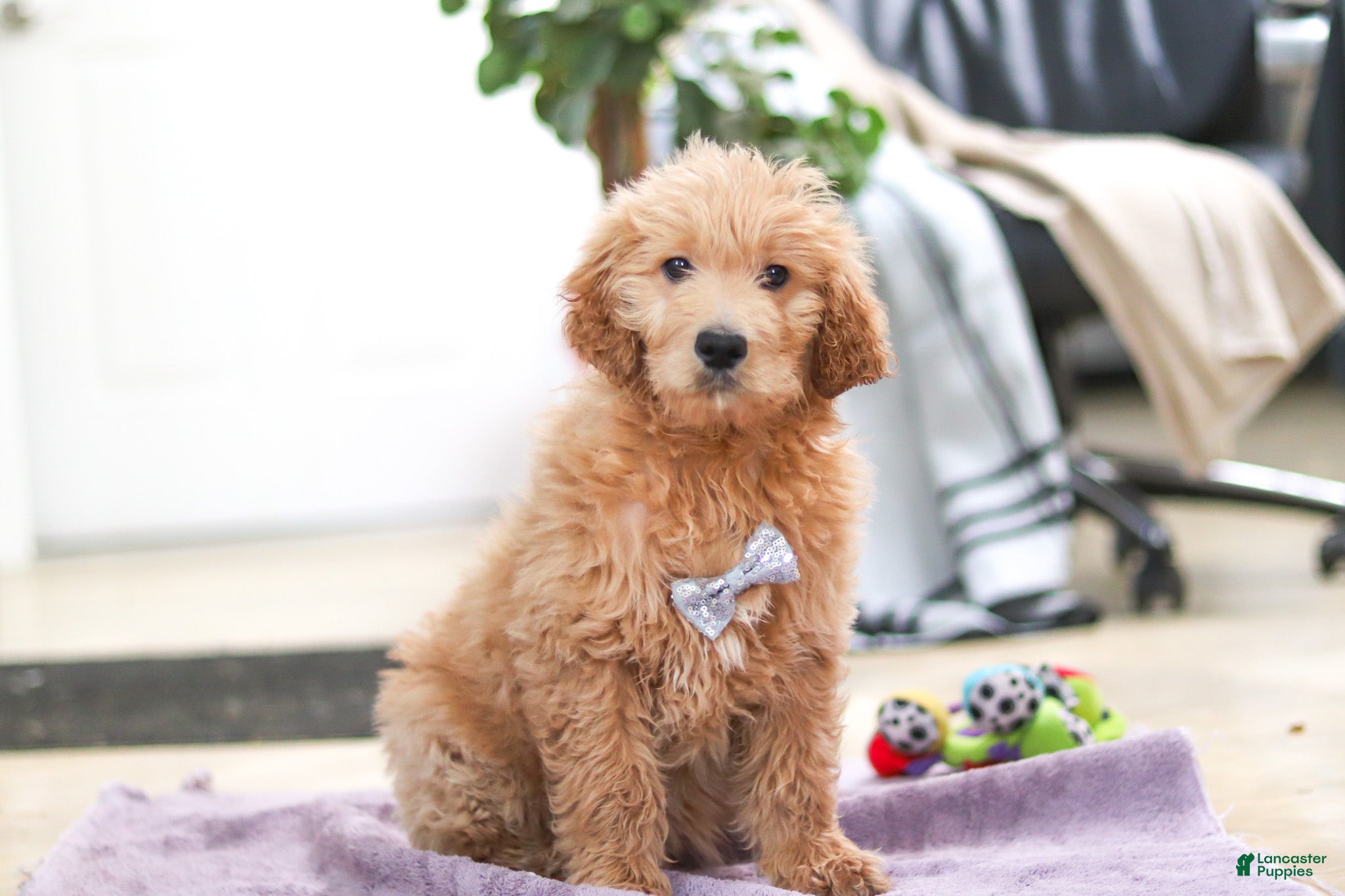 Goldendoodle dogs Maverick - Ad 1