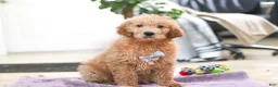 Goldendoodle dogs for sale: Maverick - Ad 1