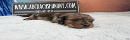 Miniature Dachshund dogs for sale: Smooth red brindle - Ad 13