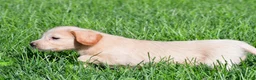 Labradoodle dogs for sale: Mindy - Ad 10