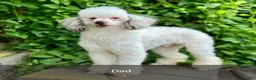 Mini Bernedoodle dogs for sale: Skye - Ad 9