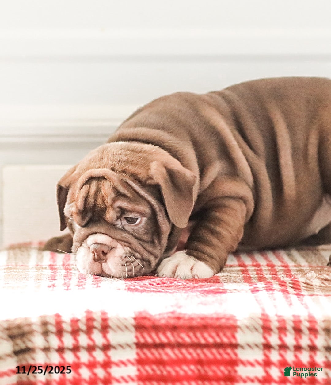 English Bulldog dogs for sale: Rhoda - Ad 8