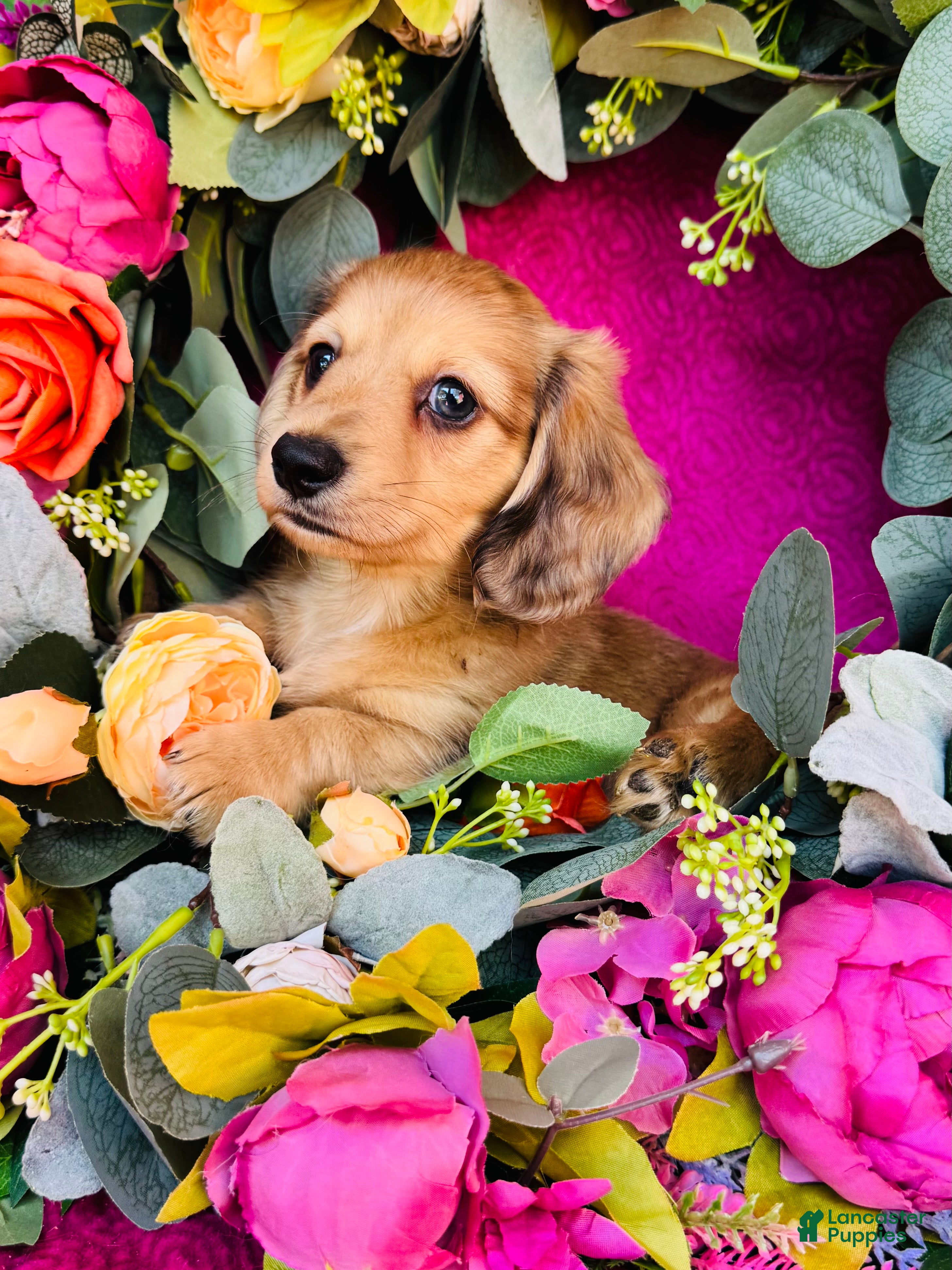 Miniature Dachshund dogs Whiskey (Longhair) - Ad 1
