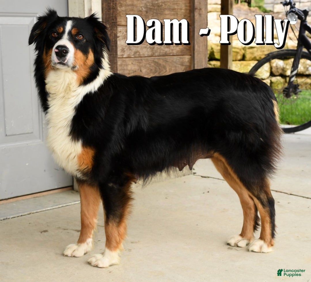 Australian Shepherd dogs for sale: Hunter - Ad 10