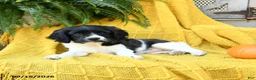 Cavachon dogs for sale: Ivy - Ad 5