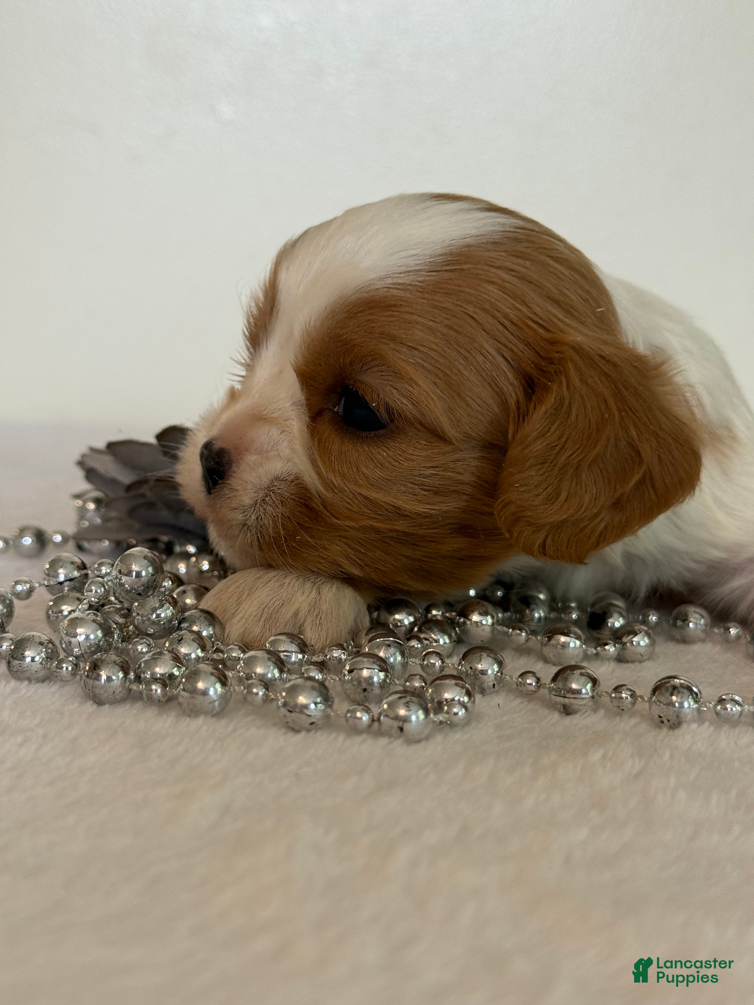 Cavalier King Charles Spaniel dogs Ollie Cavalier King Charles Spaniel  - Ad 2