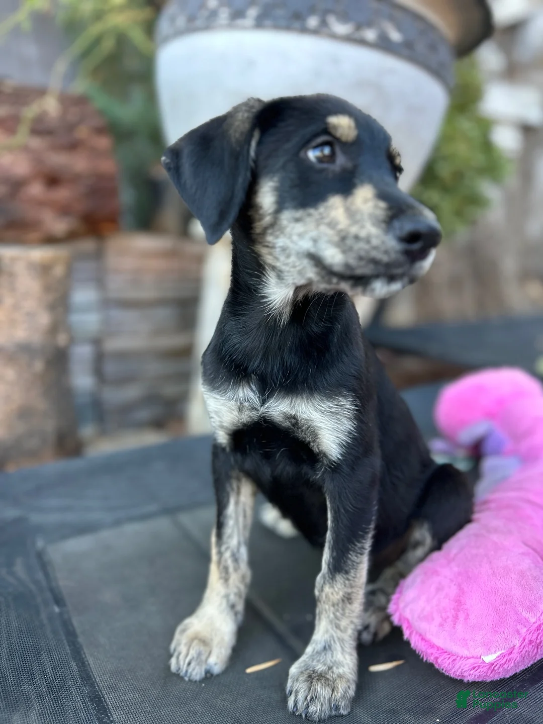 Mixed Breed dogs for sale: June - Ad 1