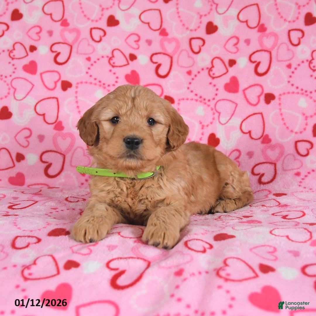 Goldendoodle dogs for sale: Bandit - Ad 4