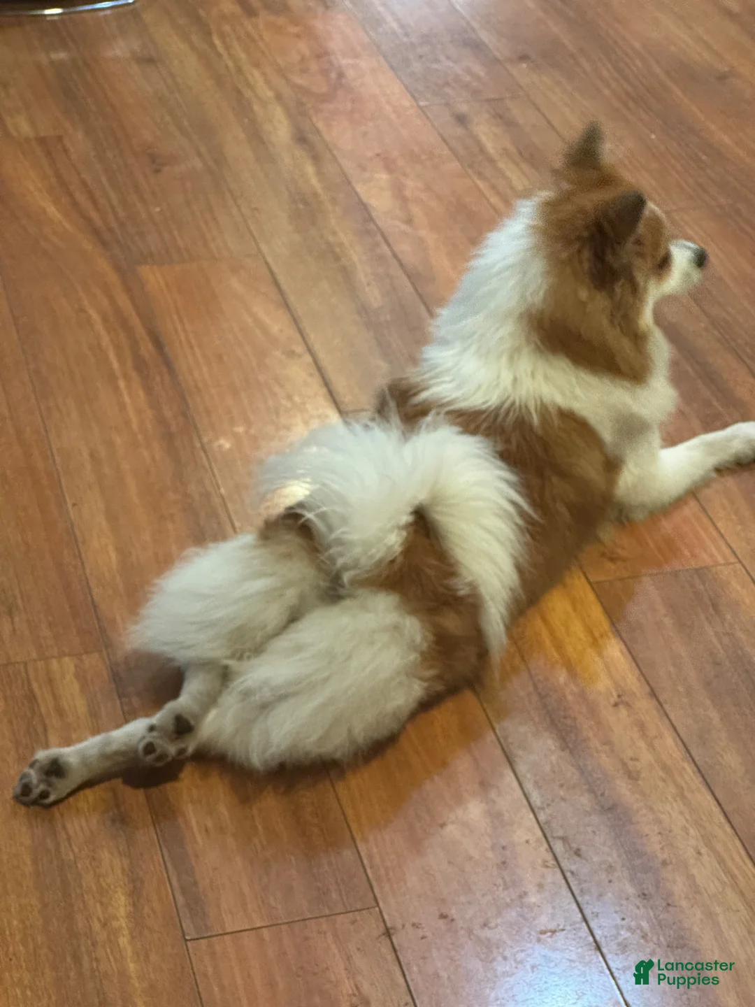 Pomeranian dogs for sale: Pomeranian Puppy 1 - Ad 2