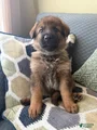 German Shepherd Puppy 9-Gray