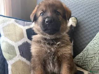 German Shepherd dogs German Shepherd Puppy 9-Gray - Ad 10