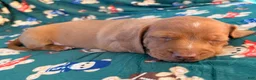 Miniature Dachshund dogs for sale: THOR - Ad 5