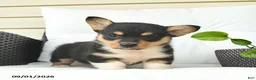 Welsh Corgi Pembroke dogs for sale: Bowe  - Ad 4