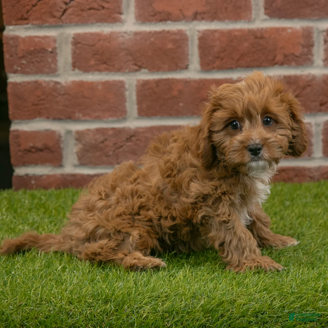 Cavapoo dogs for sale: Baxter - Ad 5