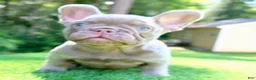 French Bulldog dogs for sale: French Bulldog 2 - Ad 16