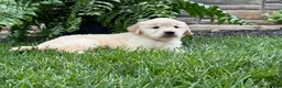 Golden Retriever dogs for sale: Daisy - Ad 4