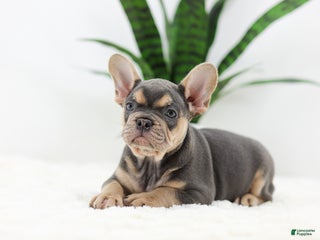 French Bulldog dogs - Ad 40