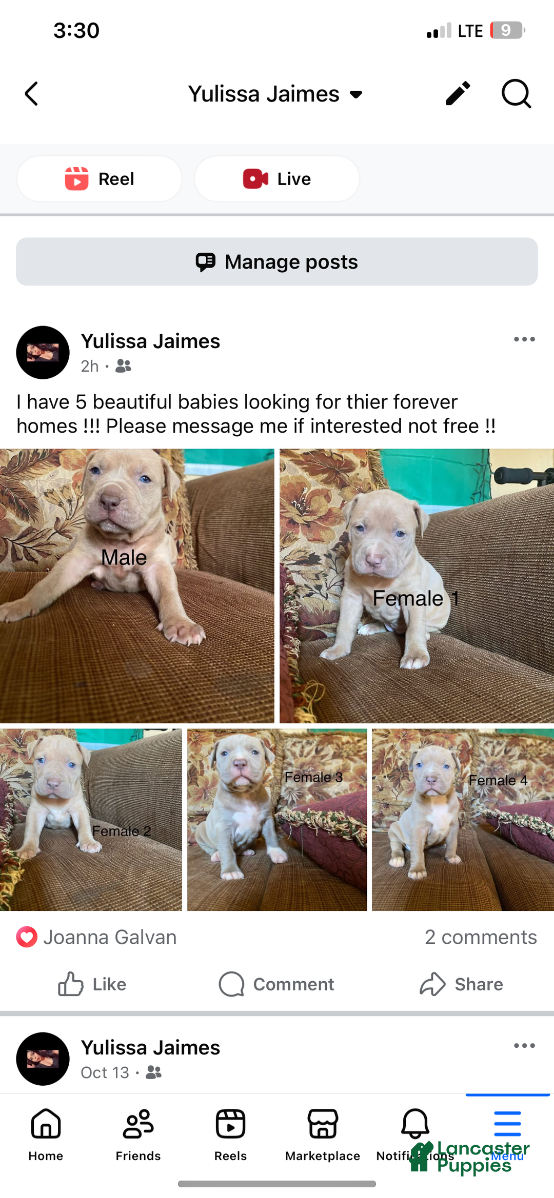 American Pit Bull Terrier dogs for sale: American Pit Bull Terrier Puppy 2 - Ad 1