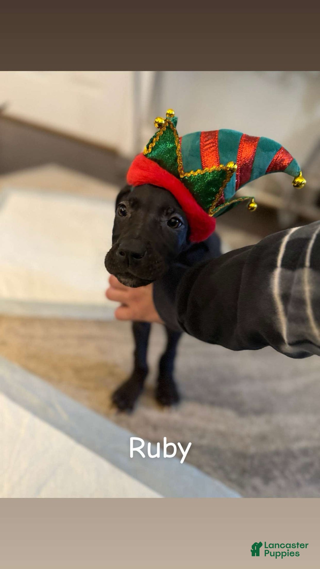 Great Dane dogs for sale: Maximus  - Ad 3