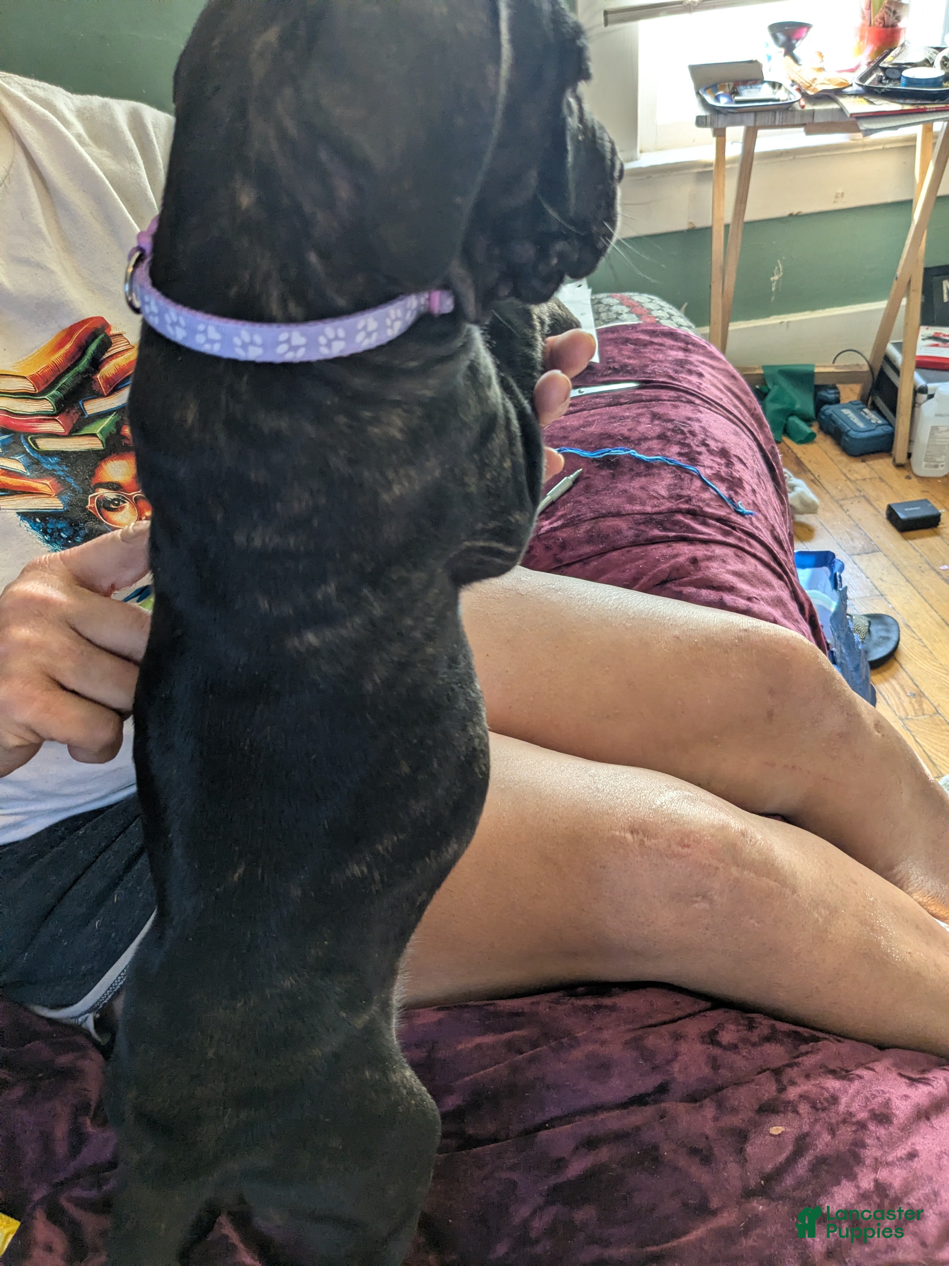 Presa Canario dogs Presa Canario 15 - Ad 15