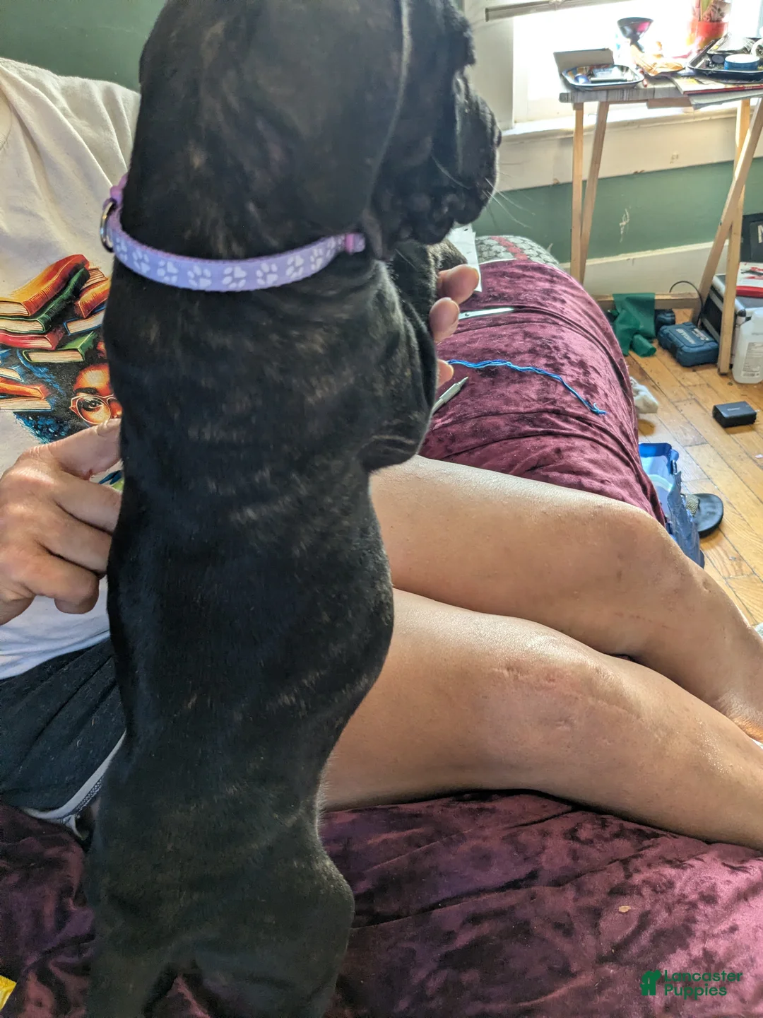 Presa Canario dogs for sale: Presa Canario 15 - Ad 1