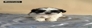 Shih Tzu Puppy 3