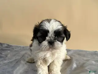 Shih Tzu dogs Shih Tzu Puppy 3 - Ad 22